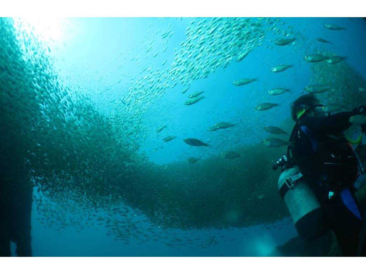 南紀白浜沈船の水中06