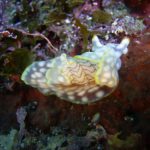 2004年3月撮影海フォトギャラリー｜南紀白浜スパダイブ