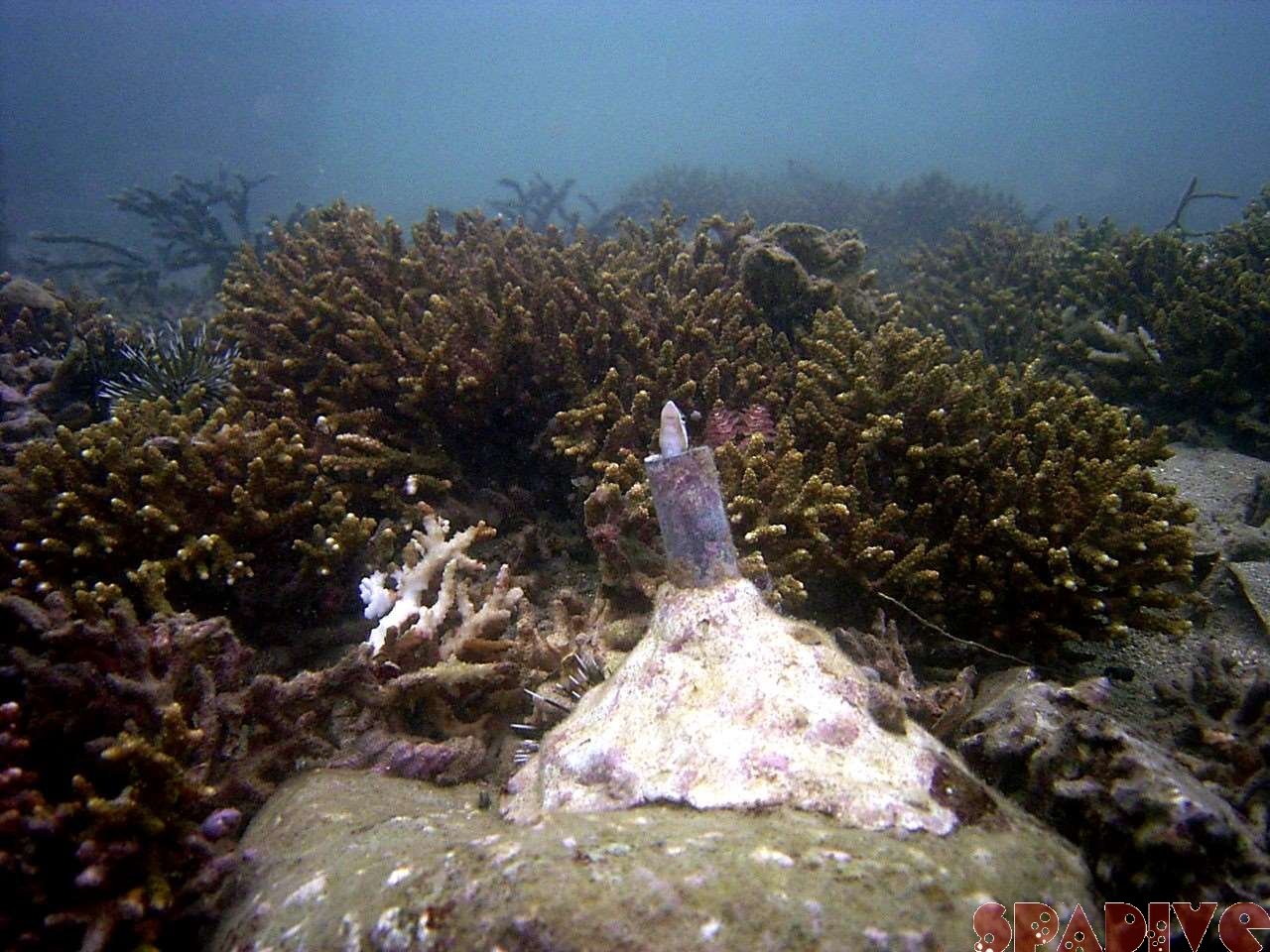 2004年10月撮影海フォトギャラリー｜南紀白浜スパダイブ