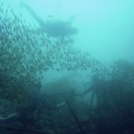 2006年05月撮影海フォトギャラリー｜南紀白浜スパダイブ