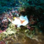 2007年3月撮影海フォトギャラリー｜南紀白浜スパダイブ